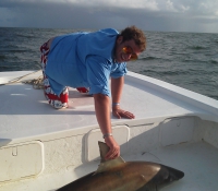 black-tip-shark
