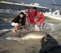 Nice Shark!